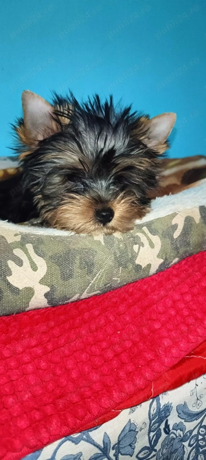Yorkshire terrier 5 luni mini  - imagine 3
