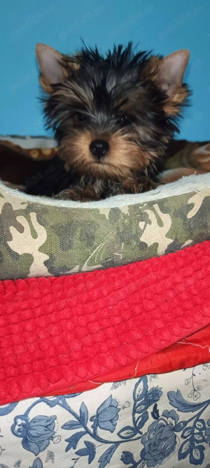 Yorkshire terrier 5 luni mini  - imagine 2