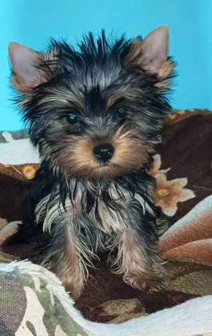Yorkshire terrier 5 luni mini 