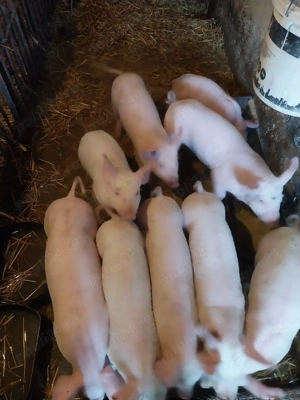 Vand porci și purcei de carne