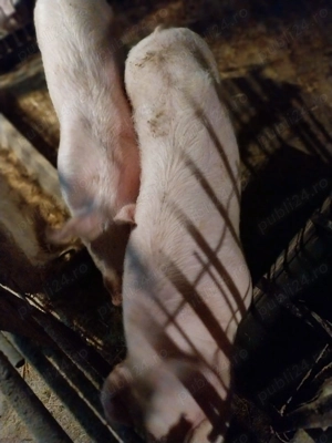 Vand porci și purcei de carne - imagine 4