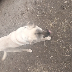 Vând cateluja kangal pur - imagine 3