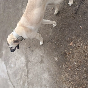Vând câine kangal pur