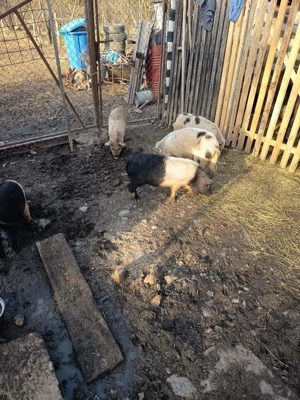 purcei de vanzare - imagine 4