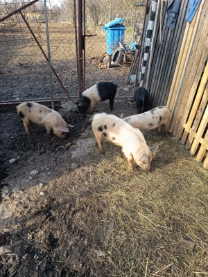 purcei de vanzare - imagine 2