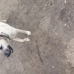 Vând cateluja kangal pur - imagine 2