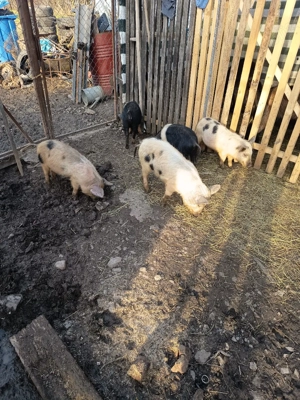 purcei de vanzare - imagine 5