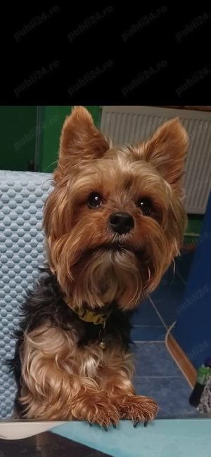 Yorkshire terrier in varsta de 8 saptamani! - imagine 2