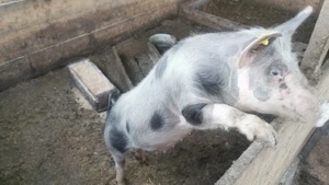 scrofite reproductie 16 mameloane,40 50kg - imagine 2