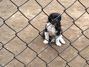 Ciobănesc de Bucovina - imagine 4