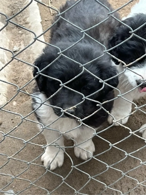 Ciobănesc de Bucovina - imagine 2