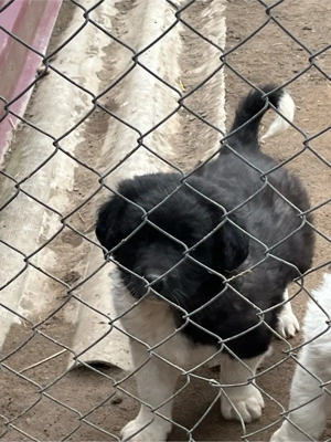 Ciobănesc de Bucovina - imagine 5