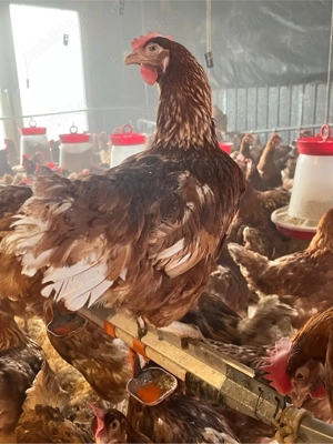 Găini roșii outoare