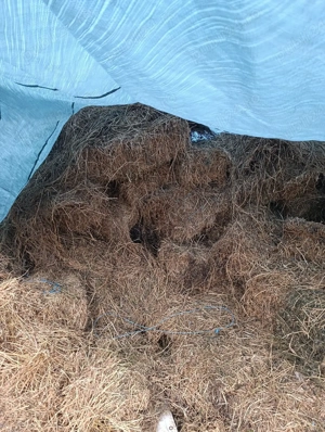 vand balotii de lucerna