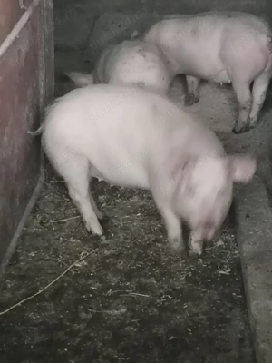 Purcei 12 săptămâni  - imagine 2