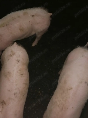 Purcei 12 săptămâni  - imagine 4