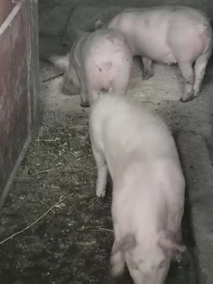 Purcei 12 săptămâni 