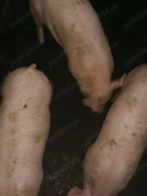 Purcei 12 săptămâni  - imagine 3