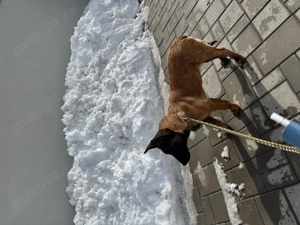 Catel malinois 5 luni - imagine 2