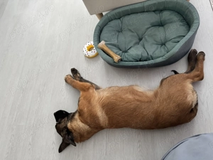 Catel malinois 5 luni