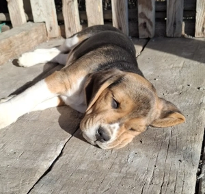 Cățelușă Beagle de vânzare!