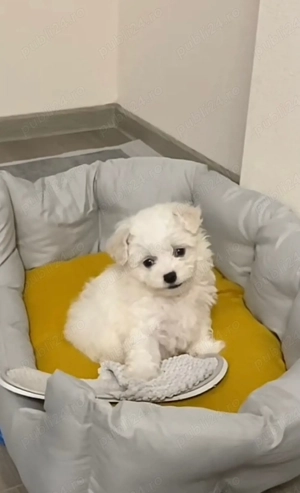 Vand bichon maltez talie micuta baietel 6 saptamani