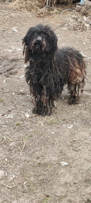 Vând câini de ântors oi - imagine 4