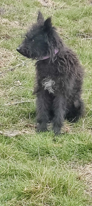 Vând câini de ântors oi - imagine 2