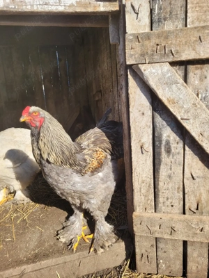 Vând cocoș Brahma albastru