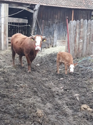 vand juninca  - imagine 5