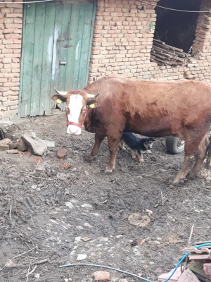 vand juninca  - imagine 3