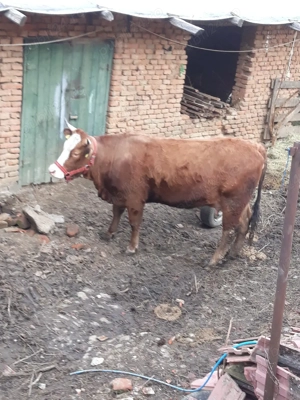 vand juninca  - imagine 2