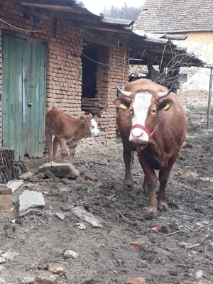 vand juninca  - imagine 4