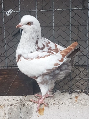 Porumbei King linie noua  - imagine 2