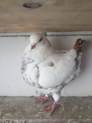 Porumbei King linie noua  - imagine 4