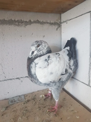 Porumbei King linie noua  - imagine 5