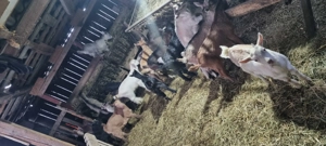 Iezi tocmai buni pentru masa de paste  - imagine 2