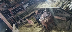 Iezi tocmai buni pentru masa de paste 