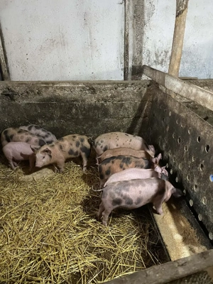 vand purcei - imagine 3