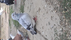 Porumbei Standard Românesc de frumusete - imagine 5