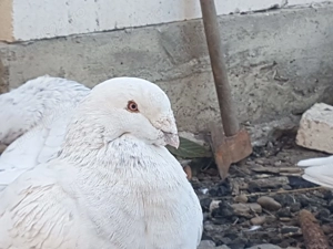 Porumbei Standard Românesc de frumusete