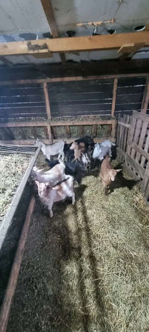 Iezi tocmai buni pentru masa de paste  - imagine 3