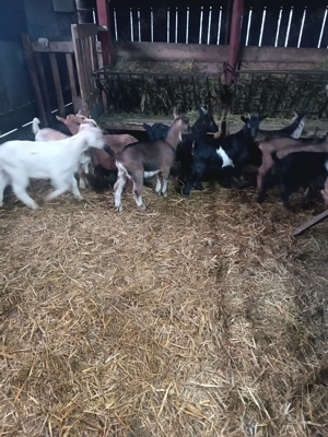 Iezi tocmai buni pentru masa de paste  - imagine 4