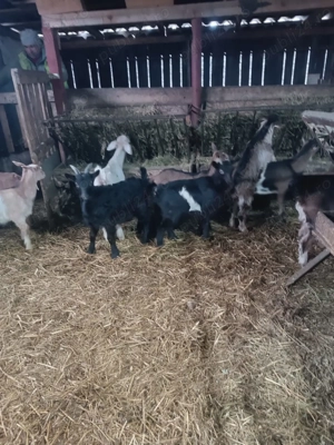 Iezi tocmai buni pentru masa de paste  - imagine 6