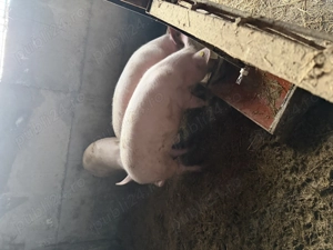 Vând porci rasa Landrace Duroc și Pietrar - imagine 5