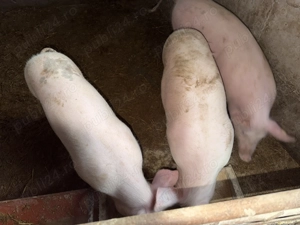 Vând porci rasa Landrace Duroc și Pietrar - imagine 2