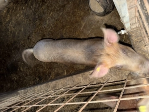 Vând porci rasa Landrace Duroc și Pietrar - imagine 4