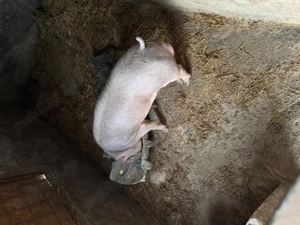 Vând porci rasa Landrace Duroc și Pietrar - imagine 3