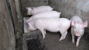 Porci de vânzare - imagine 5