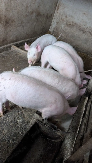 Porci de vânzare - imagine 4